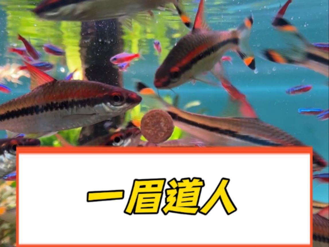 一眉道人魚，《一眉道長》之一眉道人魚