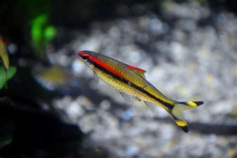 一眉道人魚，《一眉道長》之一眉道人魚