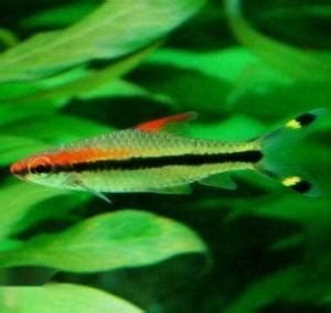 一眉道人魚，《一眉道長》之一眉道人魚