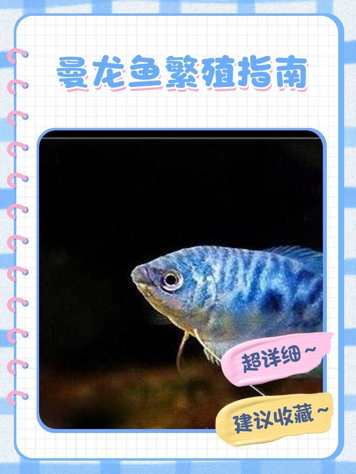 如何判斷金曼龍魚是否準備繁殖，如何判斷金曼龍魚是否繁殖？