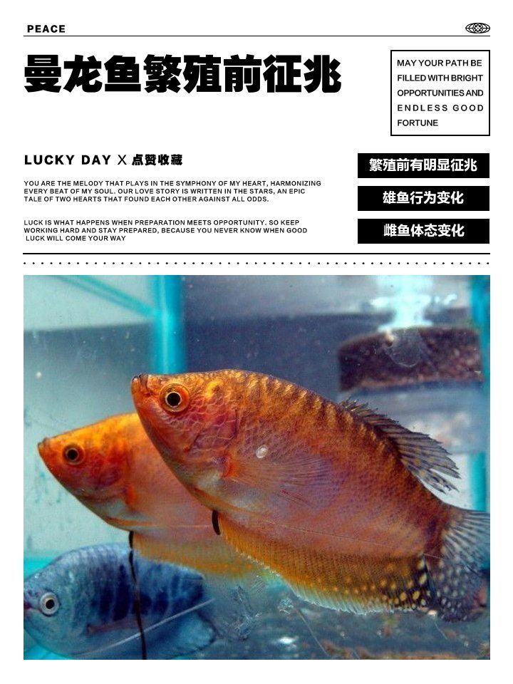 如何判斷金曼龍魚是否準備繁殖，如何判斷金曼龍魚是否繁殖？