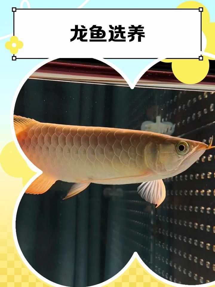 青龍魚和金龍魚哪個(gè)更有觀賞價(jià)值，金龍魚和青龍魚哪個(gè)更有收藏價(jià)值