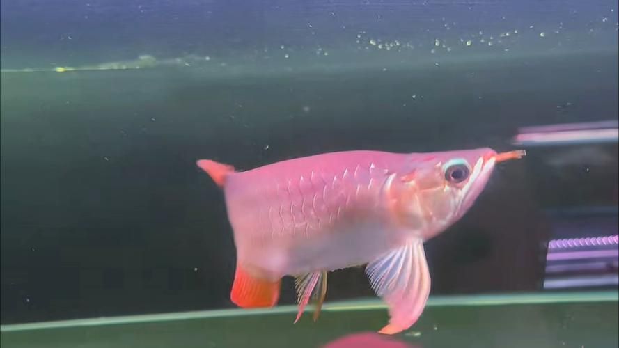 有哪些著名的紅龍福龍魚品種，紅龍福龍魚鑒賞指南