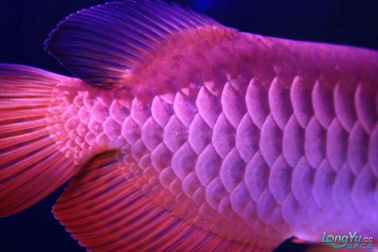 給我一些紫色龍魚的圖片作為參考，紫色龍魚品種詳解：紫艷紅龍魚，紫艷紅龍魚