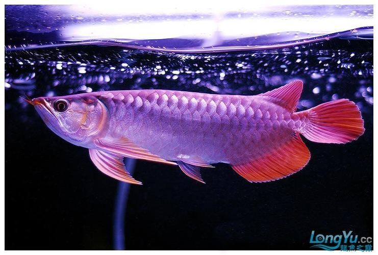 給我一些紫色龍魚的圖片作為參考，紫色龍魚品種詳解：紫艷紅龍魚，紫艷紅龍魚