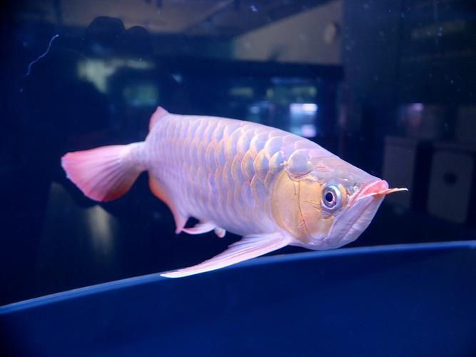 給我一些紫色龍魚的圖片作為參考，紫色龍魚品種詳解：紫艷紅龍魚，紫艷紅龍魚