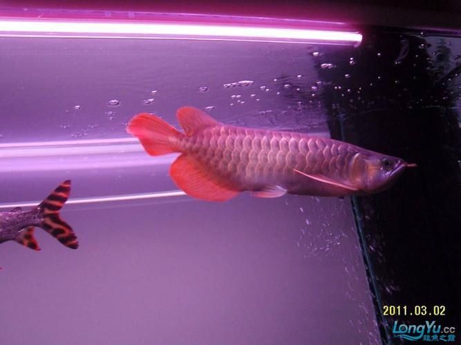給我一些紫色龍魚的圖片作為參考，紫色龍魚品種詳解：紫艷紅龍魚，紫艷紅龍魚