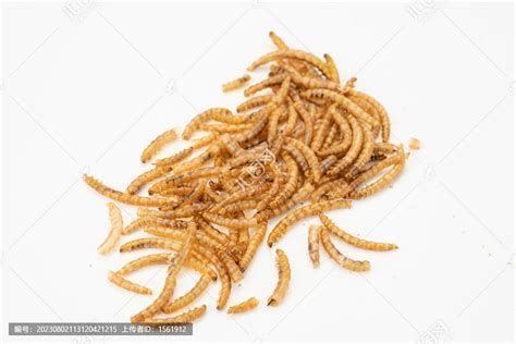 龍魚喂面包蟲需要多久一次？，關于龍魚喂食面包蟲的詳細指南