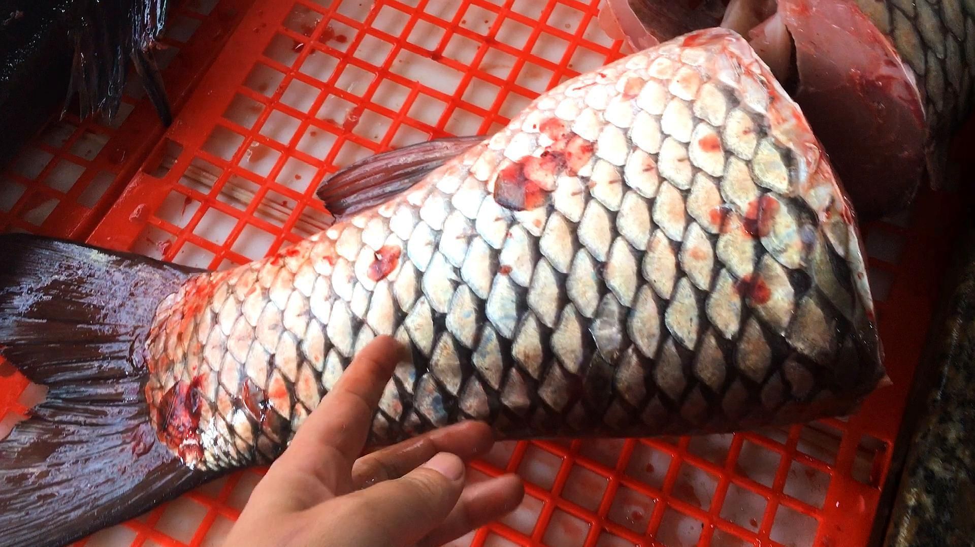 如何制作大豐收的金椒龍魚鍋，大豐收金椒龍魚鍋制作詳解