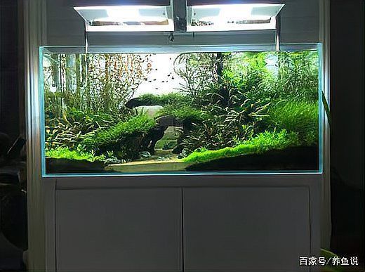 如何降低永春龍魚的飼養成本，如何完成，飼用戶要求詳解如何趕緊學會