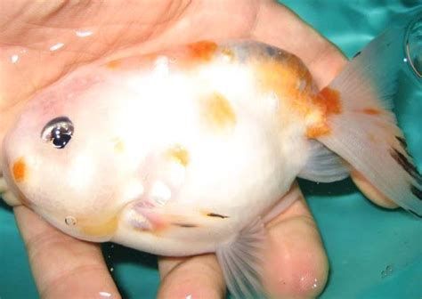 金魚有一只眼睛充血發(fā)紅，金魚一只眼睛充血發(fā)紅怎么辦
