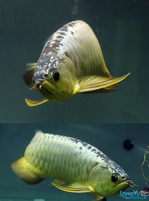 如何鑒別過背金龍魚的品質(zhì),過背金龍魚怎么鑒別 龍魚百科 第16張 如何鑒別過背金龍魚的品質(zhì),過背金龍魚怎么鑒別 如何鑒別過背金龍魚的品質(zhì),過背金龍魚怎么鑒別 龍魚百科 第16張