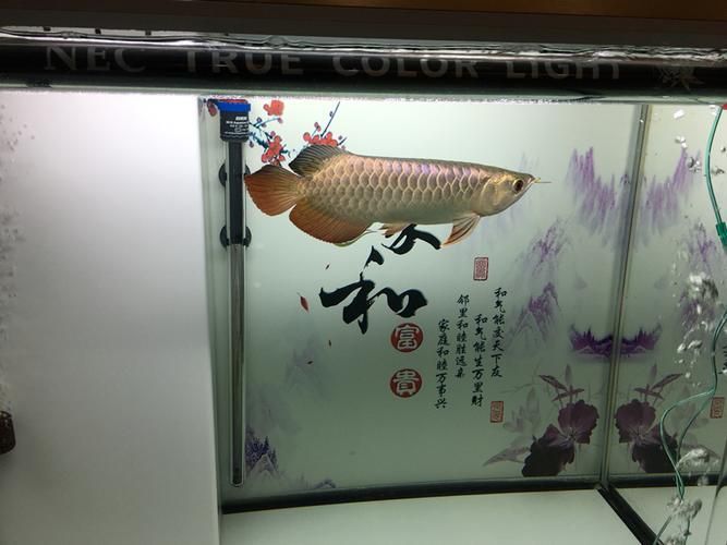 哪個品牌的NEC龍魚燈評價最好，nec龍魚燈哪個品牌的性能和好評率最高的龍魚燈