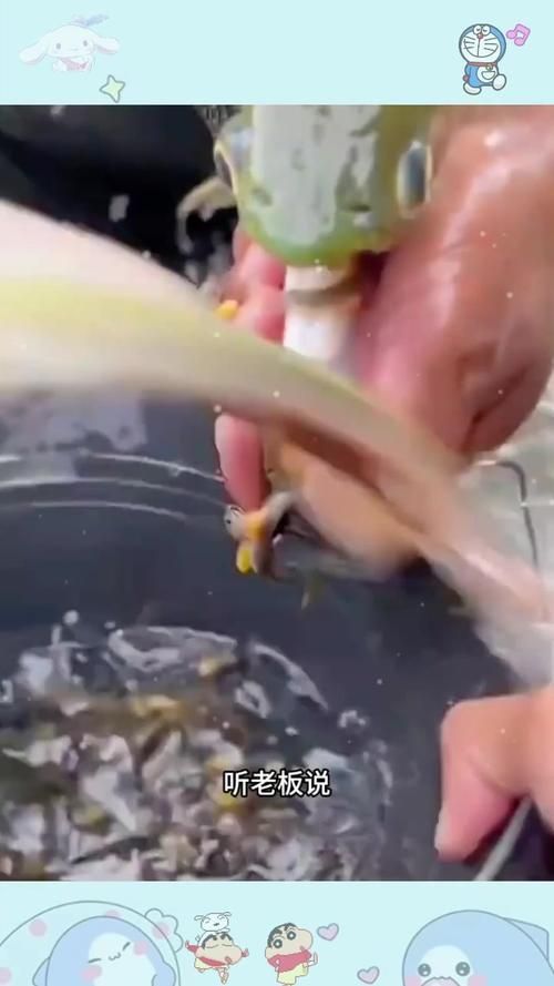 田東龍魚養殖業未來發展規劃是什么，關于田東縣龍魚養殖業未來發展規劃 田東龍魚養殖業未來發展規劃是什么，關于田東縣龍魚養殖業未來發展規劃 龍魚百科 第6張