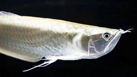 銀龍魚鱗片發黑需要換水嗎？，銀龍魚鱗片發黑是怎么回事