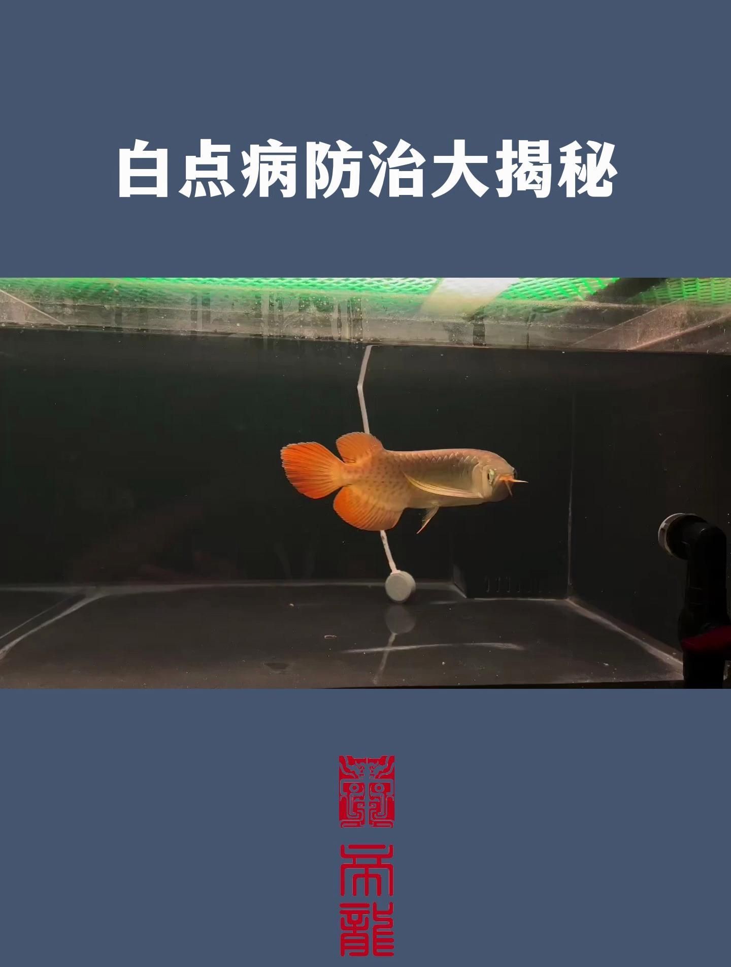 坡頭龍魚有哪些常見疾病 坡頭龍魚有哪些常見疾病 龍魚百科 第2張