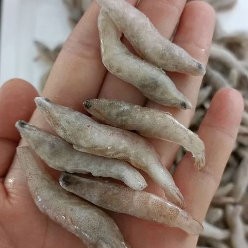 如何訓(xùn)練龍魚接受凍蝦，monsterfishkeepers.com訓(xùn)練龍魚接受凍蝦