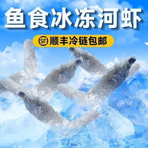 如何訓(xùn)練龍魚接受凍蝦，monsterfishkeepers.com訓(xùn)練龍魚接受凍蝦