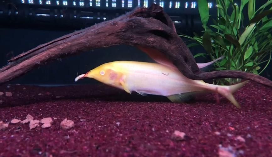 非洲象鼻魚和龍魚哪個更有投資價值，非洲象鼻魚與非洲象鼻魚投資價值對比分析龍魚投資價值 非洲象鼻魚和龍魚哪個更有投資價值，非洲象鼻魚與非洲象鼻魚投資價值對比分析龍魚投資價值 龍魚百科 第5張