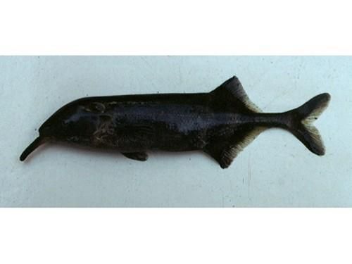 非洲象鼻魚和龍魚哪個更有投資價值，非洲象鼻魚與非洲象鼻魚投資價值對比分析龍魚投資價值