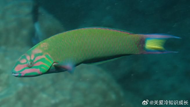 綠龍魚的市場價格走勢如何，亞洲龍魚市場價格走勢如何，綠龍魚市場價格走勢如何