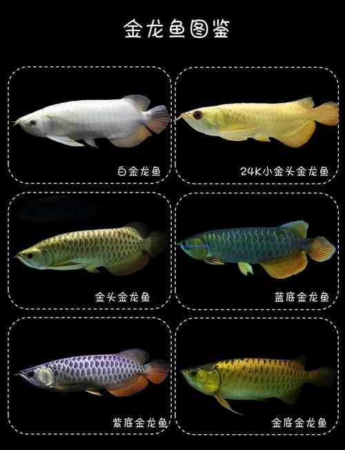 給我一些選購中華龍魚的建議，如何選購中華龍魚