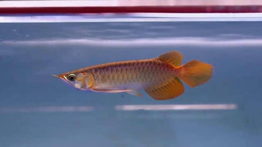 大湖紅龍魚的最佳購買年齡是多少，大湖紅龍魚最佳購買年齡是多少大湖紅龍魚的最佳購買年齡是多少