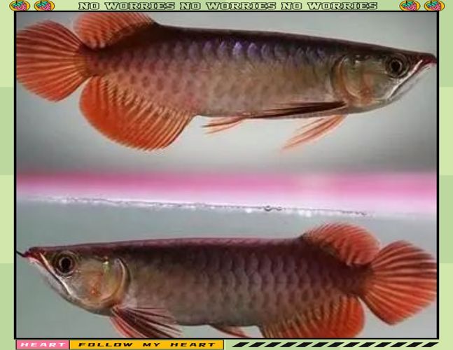 如何辨別武邑龍魚的品相，如何判斷武邑龍魚的品相？