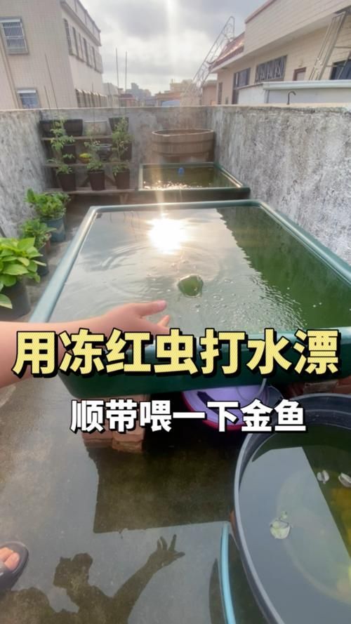 如何正確投喂面包蟲和紅蟲，如何正確投喂面包蟲和紅蟲的技術要點