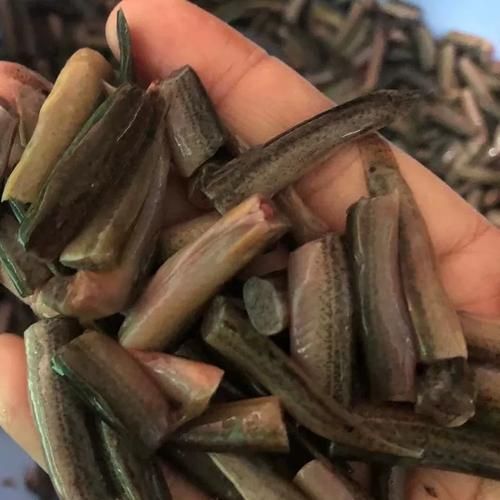 有哪些活餌適合紅龍魚食用，如何為紅龍魚選擇合適的活餌？