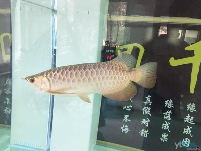 李亞四龍魚的市場認可度如何，李亞四龍魚的后代仍被全球收藏家視為“活文物”