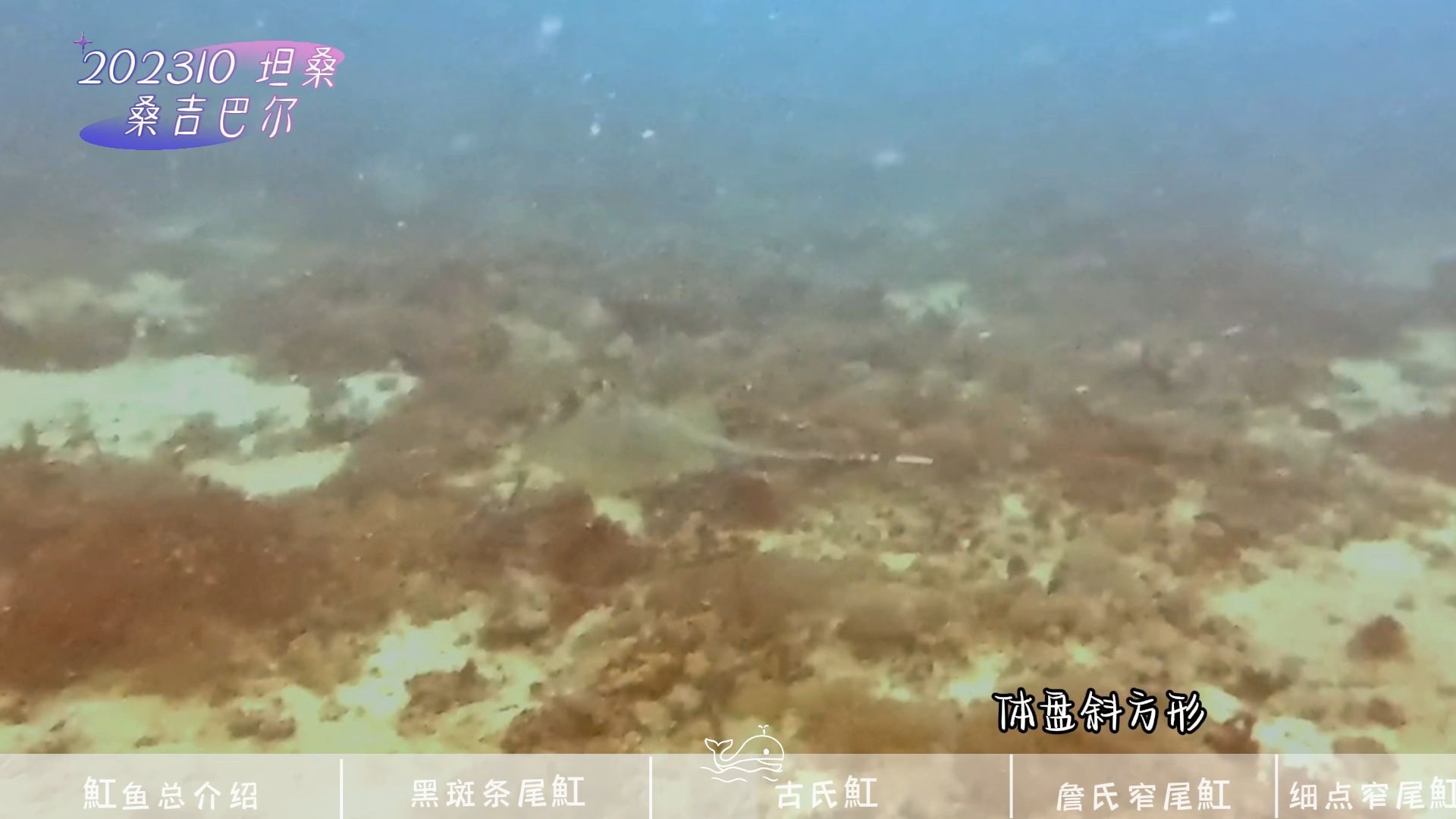 其他魟魚，其他魟魚（stingrays）是軟骨魚類中的一個多樣化科群