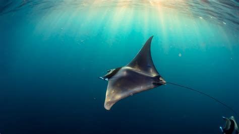 其他魟魚，其他魟魚（stingrays）是軟骨魚類中的一個多樣化科群