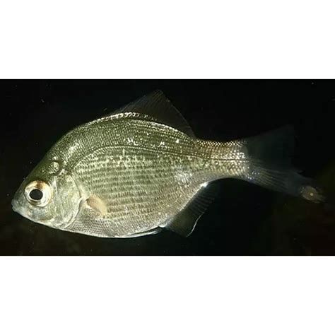 麥肯斯銀版魚，肯斯銀版魚詳解