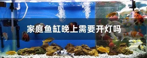 龍魚一開燈就亂撞，如何緩解？，龍魚一開燈就亂撞怎么辦