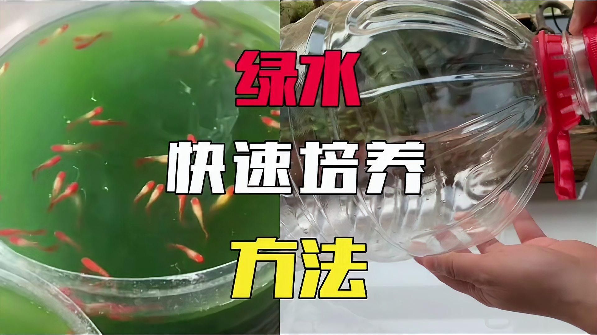 哪種方法加速綠水形成最有效，加速綠水形成的方法