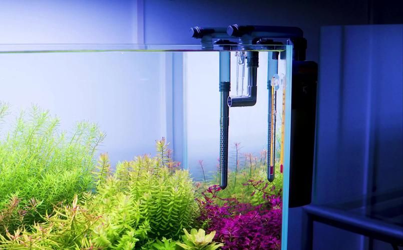 有哪些適合新手的魚缸維護工具，適合新手養(yǎng)魚的魚缸維護工具