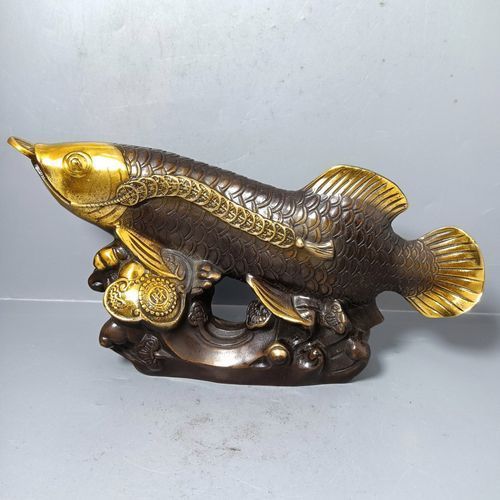 給我一些銅龍魚的照片，關于銅龍魚的一般信息和描述