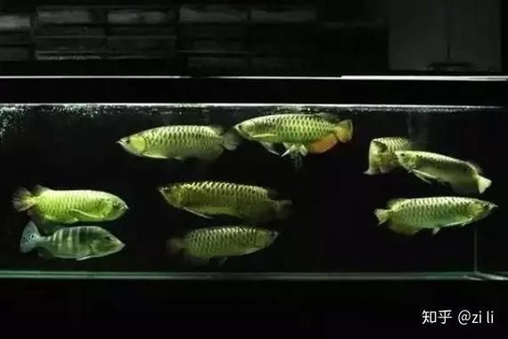 給我一些辨別真假上林龍魚的圖片對比，如何辨別真假上林龍魚的圖片對比