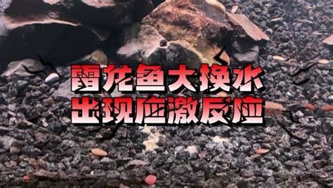 雷龍魚鰭充血的6個征兆，雷龍魚鰭充血的6個征兆，任意一個