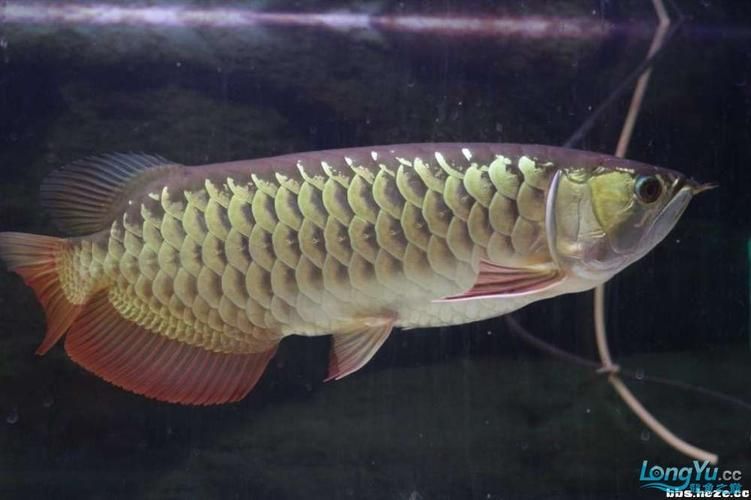 B過金龍魚和高背金龍魚哪個更耐養(yǎng)，b過金龍魚和高背金龍魚哪個更耐養(yǎng)b過金龍魚哪個更耐養(yǎng)