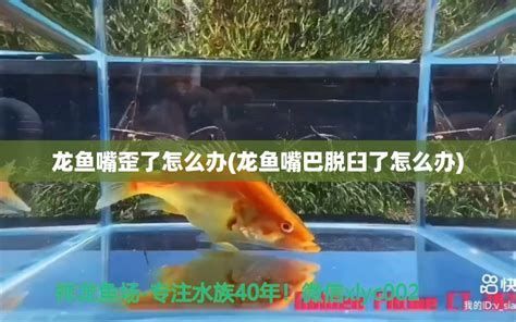 有哪些藥物可以有效治療龍魚嘴唇爛？，龍魚嘴唇爛的具體步驟和關鍵注意點和關鍵注意點
