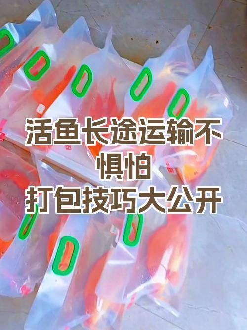 如何預(yù)訂祥龍魚場(chǎng)的活體運(yùn)輸服務(wù)，祥龍魚場(chǎng)活體運(yùn)輸服務(wù)