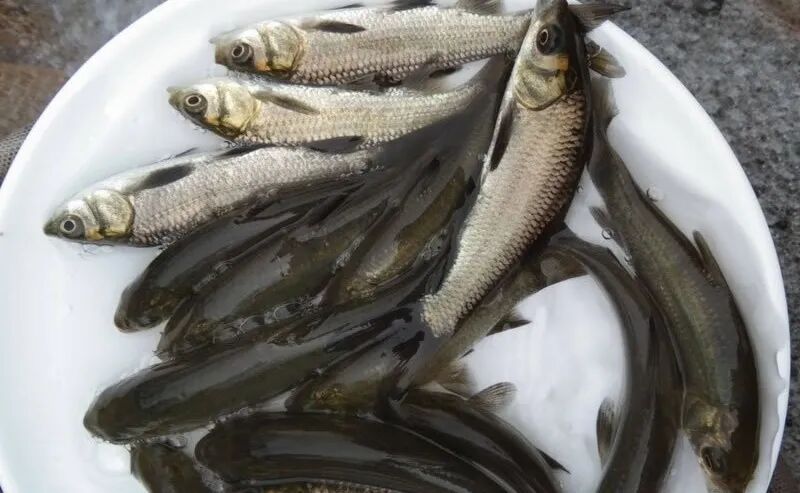 如何預(yù)訂祥龍魚場(chǎng)的活體運(yùn)輸服務(wù)，祥龍魚場(chǎng)活體運(yùn)輸服務(wù)
