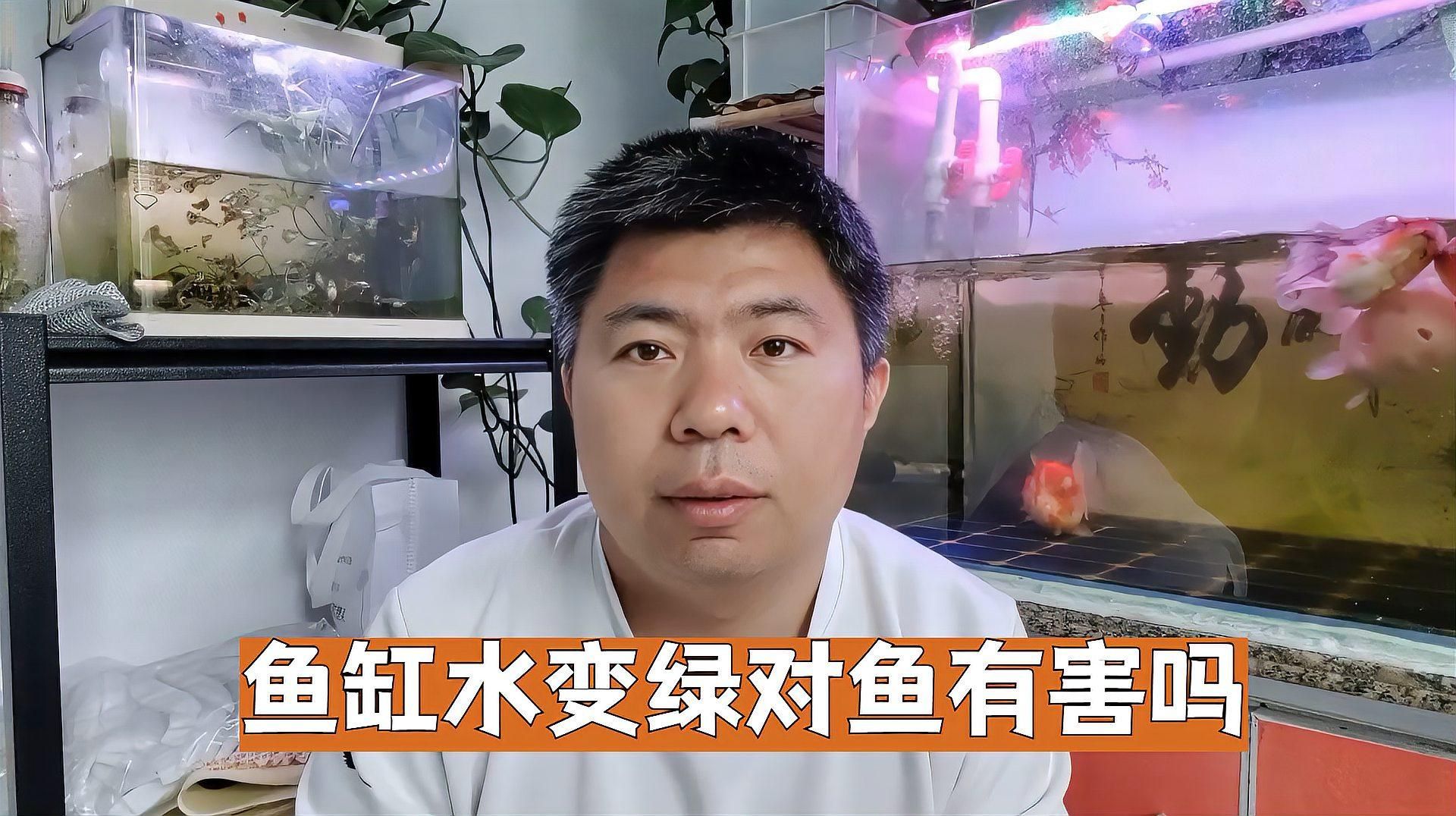 如何判斷魚(yú)缸綠水是否嚴(yán)重，魚(yú)缸綠水是否嚴(yán)重，如何判斷魚(yú)缸綠水對(duì)魚(yú)有哪些影響