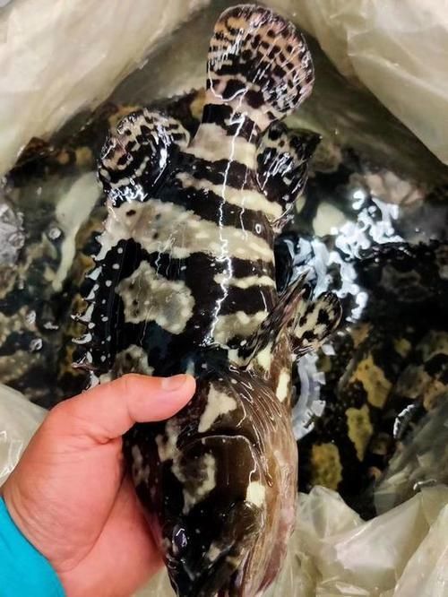 能否提供虎斑恐龍魚闖缸的視頻教程，“虎斑恐龍魚闖缸”即學名為恩氏多鰭魚（polypterusendlicheri）