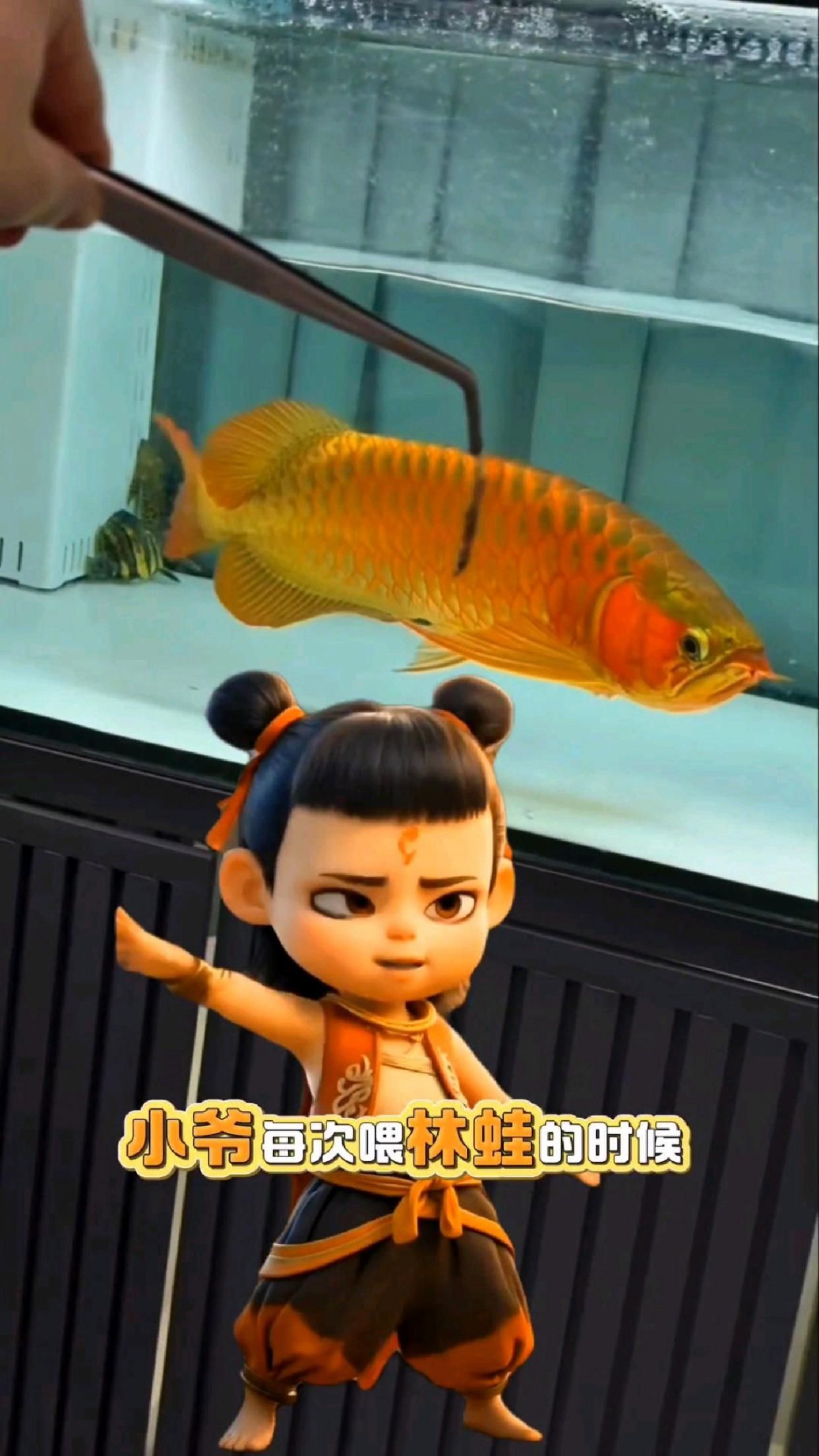 新手飼養(yǎng)龍魚需要注意什么，新手飼養(yǎng)龍魚必須掌握的四大核心要點(diǎn)