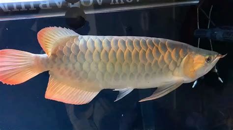 廣州孟吉爾，孟吉爾水族貿(mào)易有限公司