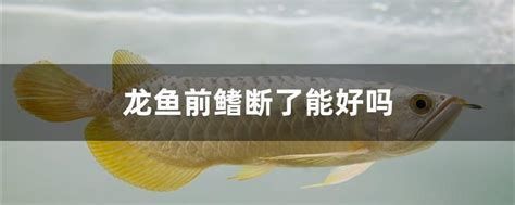 龍魚爛鰭的治療方法，治療龍魚爛鰭的方法包括以下幾個方面治療龍魚爛鰭的原因