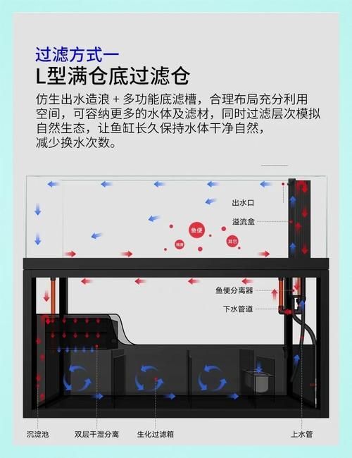 如何預(yù)防紅龍福龍魚疾病，紅龍福龍魚疾病預(yù)防